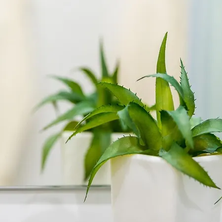 Apartment Lily